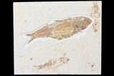Bargain, Fossil Fish (Knightia) - Wyoming #126026-1